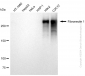 KD-Validated Anti-Fibronectin 1 Rabbit Monoclonal Antibody