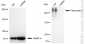 KD-Validated Anti-Fibronectin 1 Rabbit Monoclonal Antibody