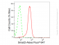 KD-Validated Anti-Smad2 Rabbit Monoclonal Antibody