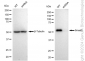 KD-Validated Anti-Smad2 Rabbit Monoclonal Antibody