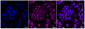 KD-Validated Anti-Bmi1 Rabbit Monoclonal Antibody