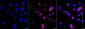 KD-Validated Anti-Cyclin D1 Rabbit Monoclonal Antibody