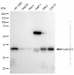 KD-Validated Anti-Cyclin D1 Rabbit Monoclonal Antibody