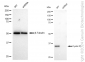 KD-Validated Anti-Cyclin D1 Rabbit Monoclonal Antibody