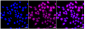 KD-Validated Anti-Annexin A7 Rabbit Monoclonal Antibody