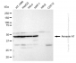 KD-Validated Anti-Annexin A7 Rabbit Monoclonal Antibody