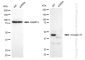 KD-Validated Anti-Annexin A7 Rabbit Monoclonal Antibody