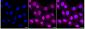 KD-Validated Anti-Annexin V Rabbit Monoclonal Antibody