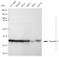KD-Validated Anti-Annexin V Rabbit Monoclonal Antibody