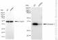 KD-Validated Anti-Annexin V Rabbit Monoclonal Antibody