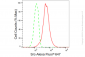 KD-Validated Anti-Src Rabbit Monoclonal Antibody