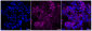 KD-Validated Anti-Src Rabbit Monoclonal Antibody
