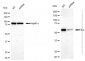 KD-Validated Anti-Src Rabbit Monoclonal Antibody