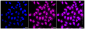 KD-Validated Anti-ERCC1 Rabbit Monoclonal Antibody