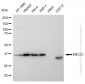 KD-Validated Anti-ERCC1 Rabbit Monoclonal Antibody