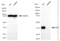 KD-Validated Anti-ERCC1 Rabbit Monoclonal Antibody