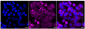 KD-Validated Anti-GC1q R Rabbit Monoclonal Antibody