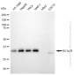 KD-Validated Anti-GC1q R Rabbit Monoclonal Antibody