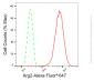 KD-Validated Anti-Arg2 Rabbit Monoclonal Antibody