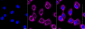 KD-Validated Anti-Arg2 Rabbit Monoclonal Antibody