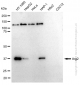 KD-Validated Anti-Arg2 Rabbit Monoclonal Antibody