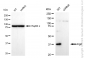 KD-Validated Anti-Arg2 Rabbit Monoclonal Antibody