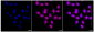 KD-Validated Anti-CRKII Rabbit Monoclonal Antibody