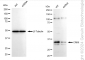 KD-Validated Anti-CRKII Rabbit Monoclonal Antibody