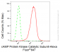KD-Validated Anti-cAMP Protein Kinase Catalytic Subunit Rabbit Monoclonal Antibody