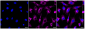 KD-Validated Anti-cAMP Protein Kinase Catalytic Subunit Rabbit Monoclonal Antibody