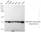 KD-Validated Anti-cAMP Protein Kinase Catalytic Subunit Rabbit Monoclonal Antibody