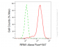 KD-Validated Anti-RRM1 Rabbit Monoclonal Antibody