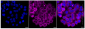 KD-Validated Anti-RRM1 Rabbit Monoclonal Antibody