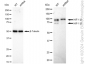 KD-Validated Anti-HIF 1 β Rabbit Monoclonal Antibody