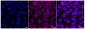 KD-Validated Anti-Amyloid beta precursor protein Rabbit Monoclonal Antibody