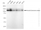 KD-Validated Anti-Amyloid beta precursor protein Rabbit Monoclonal Antibody