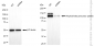 KD-Validated Anti-Amyloid beta precursor protein Rabbit Monoclonal Antibody