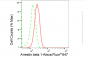 KD-Validated Anti-Arrestin beta 1 Rabbit Monoclonal Antibody