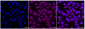 KD-Validated Anti-Arrestin beta 1 Rabbit Monoclonal Antibody