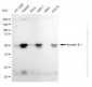 KD-Validated Anti-Arrestin beta 1 Rabbit Monoclonal Antibody