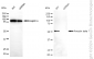 KD-Validated Anti-Arrestin beta 1 Rabbit Monoclonal Antibody