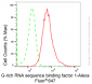 KD-Validated Anti-G-rich RNA sequence binding factor 1 Rabbit Monoclonal Antibody