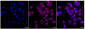 KD-Validated Anti-G-rich RNA sequence binding factor 1 Rabbit Monoclonal Antibody