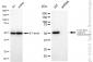 KD-Validated Anti-G-rich RNA sequence binding factor 1 Rabbit Monoclonal Antibody
