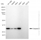KD-Validated Anti-Caspase 3 Rabbit Monoclonal Antibody