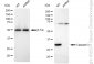 KD-Validated Anti-Caspase 3 Rabbit Monoclonal Antibody