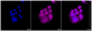KD-Validated Anti-Caspase-9 Rabbit Monoclonal Antibody