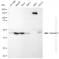 KD-Validated Anti-Caspase-9 Rabbit Monoclonal Antibody