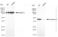 KD-Validated Anti-Caspase-9 Rabbit Monoclonal Antibody