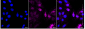 KD-Validated Anti-TFE3 Rabbit Monoclonal Antibody